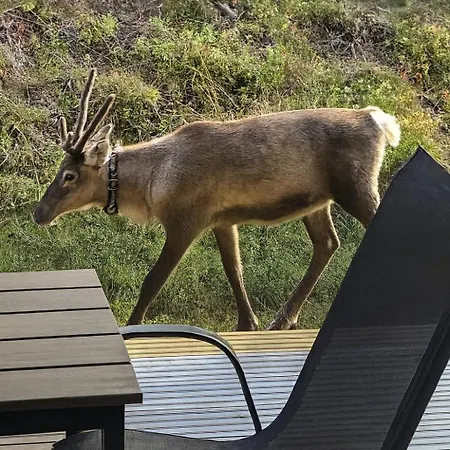 Ilvesrinne - 2 Winter Passes, Sauna, Ev Char, Forest View Villa *